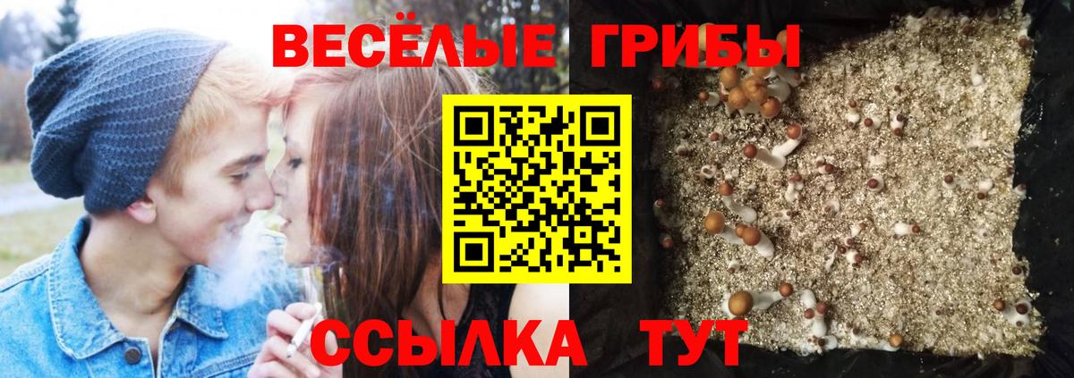 Псилоцибиновые грибы GOLDEN TEACHER  Вход с VPN  Галлюциногенные грибы MAGIC MUSHROOMS  Мурманск 